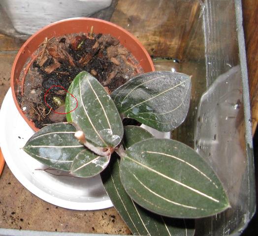 ludisia
