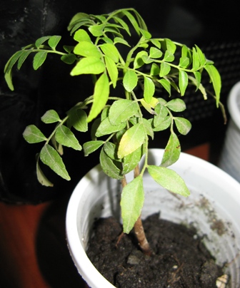 murraya
