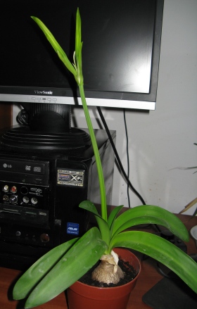 nerine2
