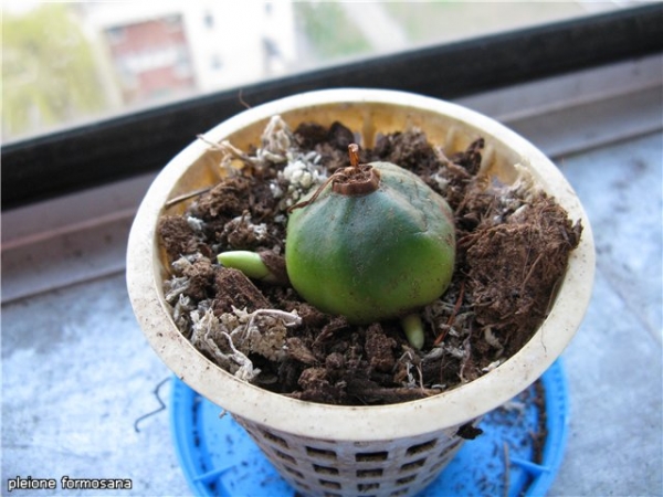 pleione formosana
