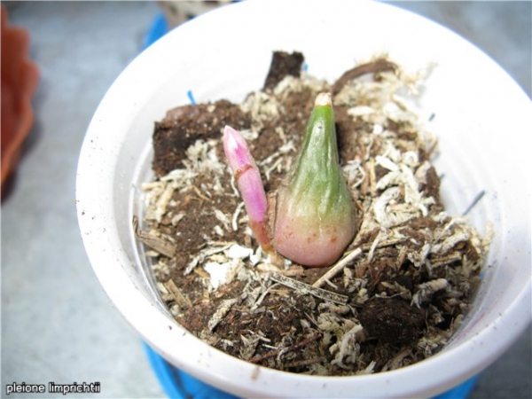 pleione limprichtii
