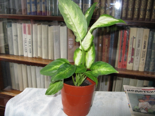 dieffenbachia

