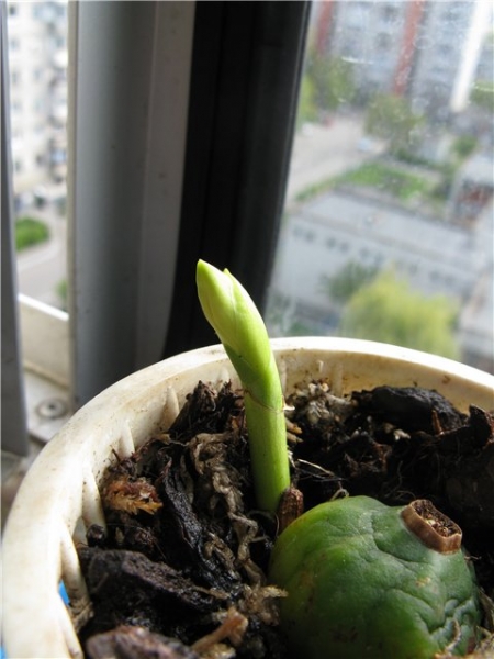 pleione formosana
