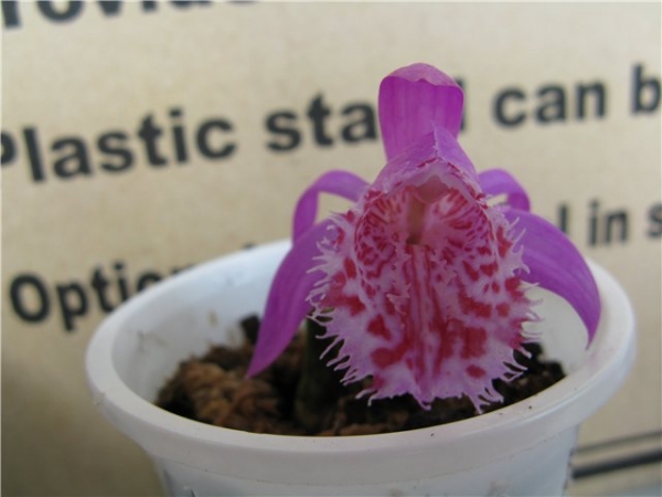 pleione limprichtii
