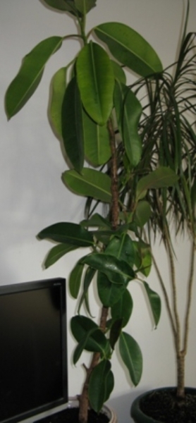 ficus cauch
