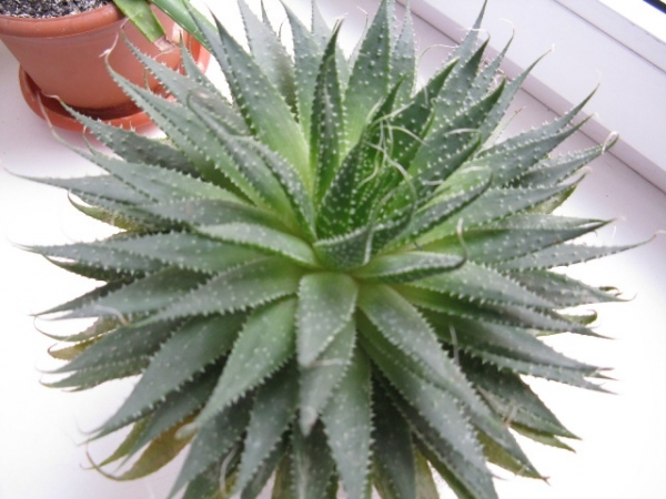 havortia
