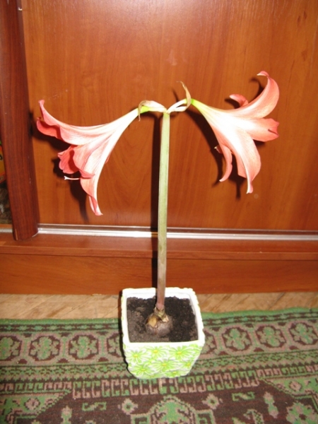 hippeastrum
