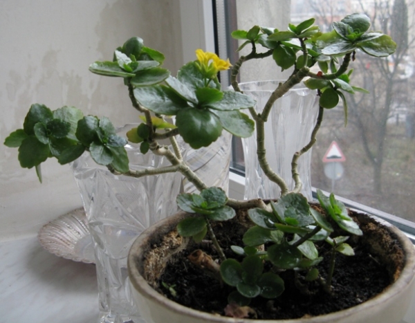 kalanhoe bonsai
