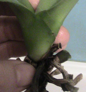 neck Lila1
