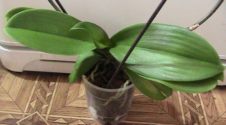 phalaenopsis1
