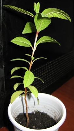psidium
