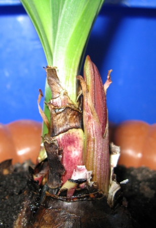 sprekelia
