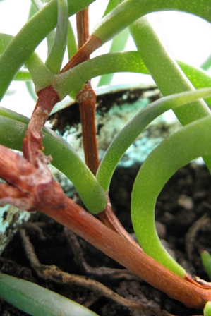 succulent1
