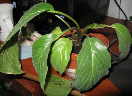  tacca
