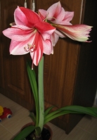 Имя файла=IMG_2154.JPG
Размер файла=67КБ
Размеры=311x448
Дата=Фев 16, 2010 IMG_2154.JPG