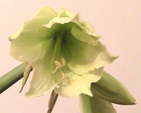 Имя файла=LEMONLIME7.JPG
Размер файла=110КБ
Размеры=670x538
Дата=Март 09, 2009 LEMONLIME7.JPG