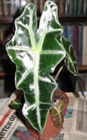 Имя файла=alocasia.JPG
Размер файла=86КБ
Размеры=266x428
Дата=Апр 28, 2009 alocasia.JPG