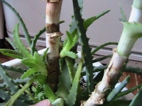 Имя файла=aloe.jpg
Размер файла=145КБ
Размеры=640x480
Дата=Март 08, 2009 aloe.jpg