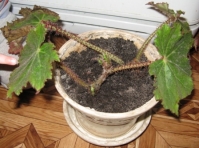Имя файла=begonia.JPG
Размер файла=104КБ
Размеры=448x333
Дата=Март 08, 2009 begonia.JPG