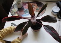 Имя файла=cordylina.JPG
Размер файла=80КБ
Размеры=434x305
Дата=Апр 27, 2009 cordylina.JPG