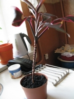 Имя файла=cordylina2.JPG
Размер файла=82КБ
Размеры=336x448
Дата=Апр 27, 2009 cordylina2.JPG
