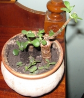 Имя файла=crassula.JPG
Размер файла=82КБ
Размеры=336x392
Дата=Март 08, 2009 crassula.JPG