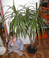 Имя файла=dracena.JPG
Размер файла=107КБ
Размеры=336x395
Дата=Март 08, 2009 dracena.JPG