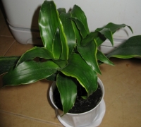 dracena~0.JPG