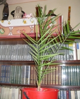 Имя файла=finik.JPG
Размер файла=193КБ
Размеры=480x587
Дата=Март 20, 2009 finik.JPG