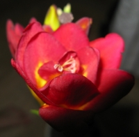 Имя файла=freesia3.JPG
Размер файла=71КБ
Размеры=488x480
Дата=Июль 17, 2009 freesia3.JPG