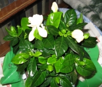 Имя файла=gardenia.JPG
Размер файла=80КБ
Размеры=334x287
Дата=Апр 28, 2009 gardenia.JPG