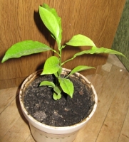 Имя файла=grape.JPG
Размер файла=89КБ
Размеры=336x371
Дата=Март 09, 2009 grape.JPG