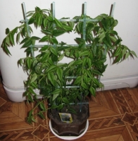 Имя файла=hoja_bella.JPG
Размер файла=83КБ
Размеры=336x342
Дата=Март 09, 2009 hoja_bella.JPG