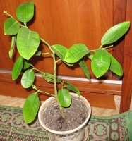 Имя файла=lemon_ponderosa.JPG
Размер файла=159КБ
Размеры=480x513
Дата=Март 09, 2009 lemon_ponderosa.JPG