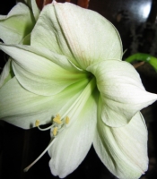 Имя файла=lemonlime.JPG
Размер файла=69КБ
Размеры=336x383
Дата=Нояб 24, 2009 lemonlime.JPG