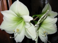 Имя файла=lemonlime1.JPG
Размер файла=81КБ
Размеры=448x330
Дата=Нояб 24, 2009 lemonlime1.JPG