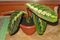 Имя файла=maranta.JPG
Размер файла=181КБ
Размеры=640x438
Дата=Март 09, 2009 maranta.JPG