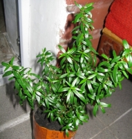 Имя файла=myrt.JPG
Размер файла=94КБ
Размеры=336x351
Дата=Окт 01, 2009 myrt.JPG