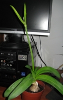 Имя файла=nerine2.JPG
Размер файла=62КБ
Размеры=280x439
Дата=Май 22, 2009 nerine2.JPG