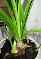 Имя файла=nerine3.JPG
Размер файла=128КБ
Размеры=450x640
Дата=Окт 01, 2009 nerine3.JPG