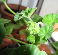Имя файла=pelargonija.JPG
Размер файла=92КБ
Размеры=480x459
Дата=Окт 01, 2009 pelargonija.JPG