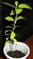 Имя файла=psidium.JPG
Размер файла=63КБ
Размеры=253x448
Дата=Май 22, 2009 psidium.JPG