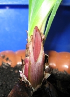 Имя файла=sprekelia1.JPG
Размер файла=50КБ
Размеры=245x336
Дата=Апр 27, 2009 sprekelia1.JPG