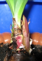 Имя файла=sprekelia2.JPG
Размер файла=77КБ
Размеры=308x448
Дата=Апр 27, 2009 sprekelia2.JPG