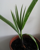 Имя файла=washingtonia09.JPG
Размер файла=89КБ
Размеры=404x505
Дата=Окт 01, 2009 washingtonia09.JPG