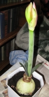 Имя файла=white.JPG
Размер файла=68КБ
Размеры=228x448
Дата=Апр 28, 2009 white.JPG