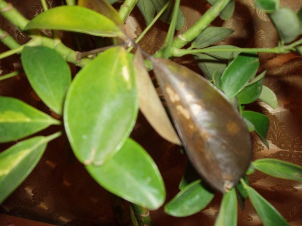 P1150001.JPG
