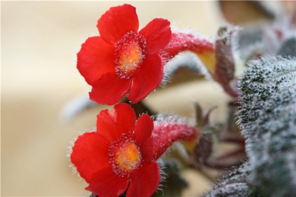 Эписция - Episcia Country Brilliance
Ключевые слова: Эписция Episcia Country Brilliance