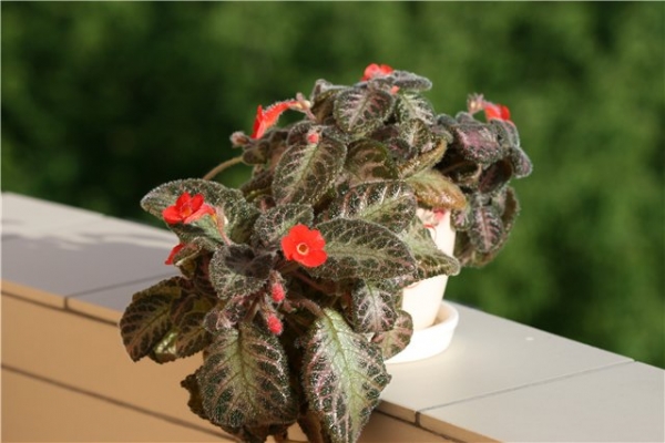 Эписция - Episcia Country Brilliance
Ключевые слова: Эписция Episcia Country Brilliance