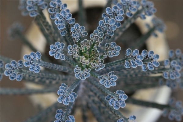 Каланхое трубчатоцветковое, или трубкоцветное (K. tubiflora)
Ключевые слова: Каланхое трубчатоцветковое каланхое трубкоцветное Kalanchoe tubiflora